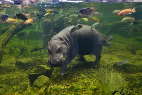 Hipopótamo Pigmeo Hábitat Y Características Mis Animales