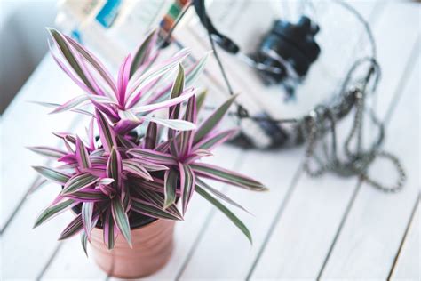 8 Tips How To Take Care Of Houseplants Hirerush Blog