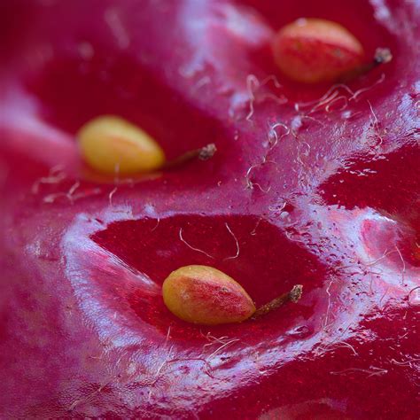Extreme Close-up Of The Surface of a Strawberry By Alexey Kljatov ...