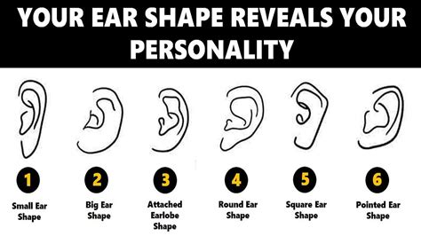 Ear Shape Personality Test Your Ears Reveal Your True Personality Traits