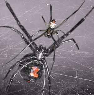 These sprays are safe to use and will not leave. How to survive a black widow | Scientific Ramblings