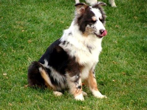 I haven't seen that particular mix getting a lot of time in as a legit working dog, most of the herding dogs i know are either purebreds or acd/border collie, not australian shepherd mixes. Border Collie Australian Shepherd Mix - Border Aussie Puppies
