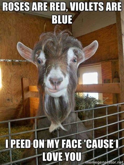 Goat Meme Funny Goat Pictures Funny Png