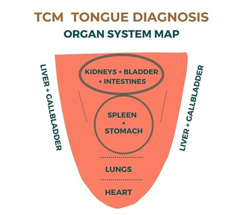 How To Diagnose A Tongue In Traditional Chinese Medicine — The Wellness