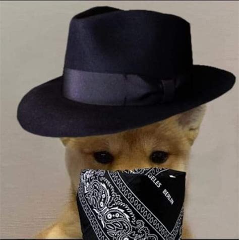 Dog Hat Pfp Meme