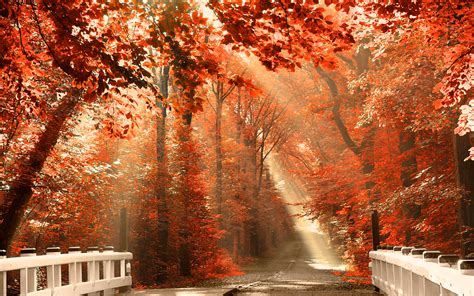 Fall Leaves Wallpaper For Desktop 60 Images