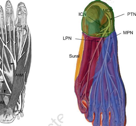 9 Anatomy Of The Plantar Nerves Short Arrow Medial Plantar Nerve Long