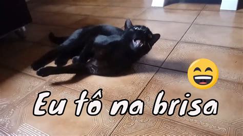 Meu Gato Experimentou Catnip Pela Primeira Vez Youtube