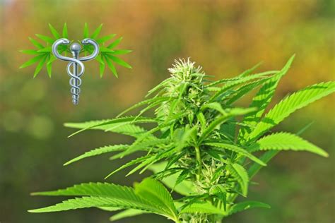 Medical marijuana cards ensure the legal consumption of the marijuana for serious medical conditions like cancer, epilepsy and aids etc. How Do I Get a Medical Marijuana Card in Florida?