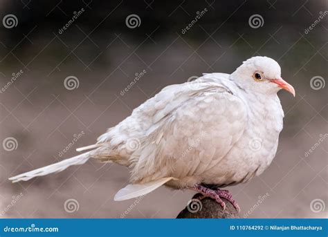 Cute White Dove Stock Photo Image Of Wing Flight Pigeon 110764292
