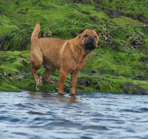 Chinese Shar Pei Pictures And Informations Dog