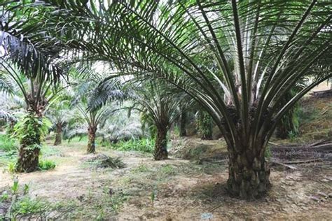Ppb oil palms berhad, sandakanas, bahagian sandakan, sabahas, malaizija — vieta žemėlapyje, telefonas, darbo valandos, atsiliepimai. Cepatwawasan Group Berhad | Oil Palm Plantation