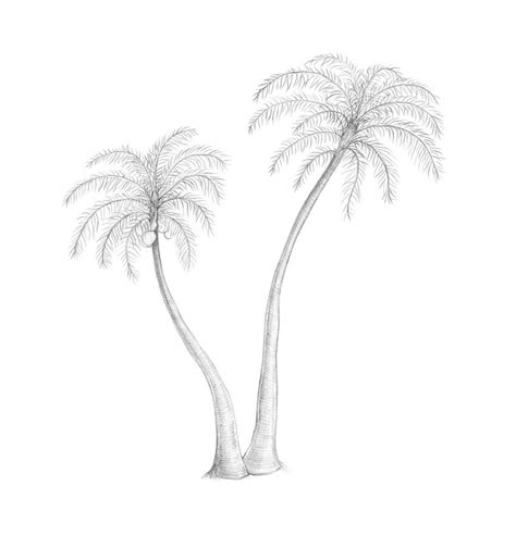 How To Draw Palm Trees On An Island Ramirez Proce1947