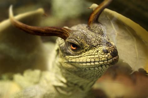 Vip visual image printery real musgrave pocket dragon a new friend rubber stamp | ebay! small dragon by Mithalin on DeviantArt