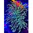 Indonesia Yellow Tipped Green Torch Coral  Exotic Aquatics