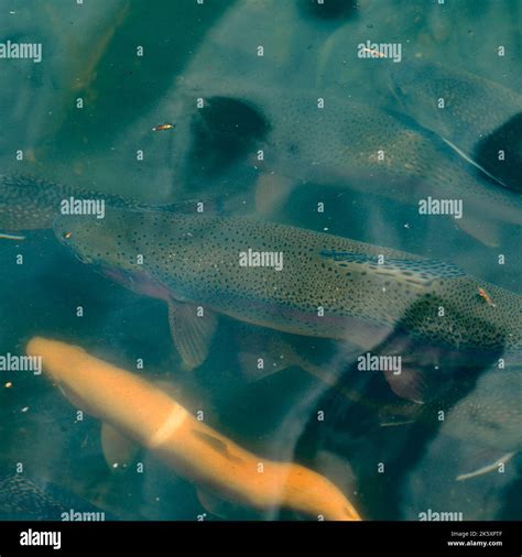 Karelian And Golden Trout Swim In Mountain Rivers Artificial Breeding