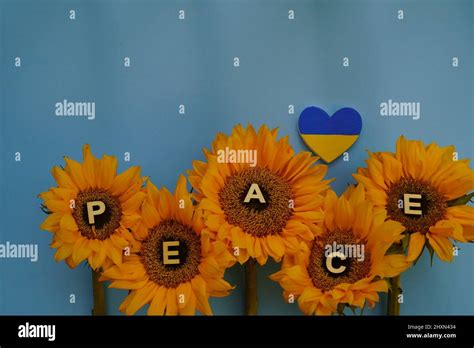 Sunflowers The National Flower Of Ukraine With Yellow Blue Heart