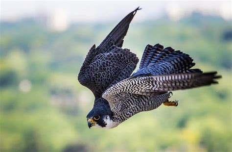 Peregrine Falcon Diving A Photo On Flickriver