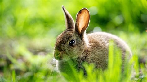 Rabbit Wallpapers High Quality Download Free