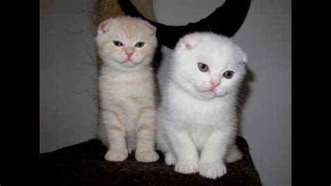 Scottish Fold White Kittens Youtube