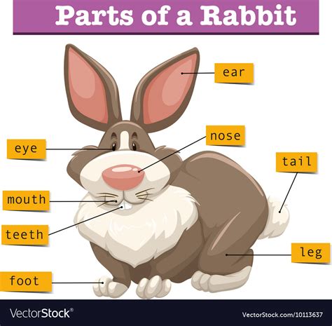 Anatomy Of Cute Rabbit Royalty Free Vector Image