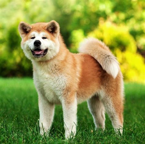These 8 Japanese Dog Breeds Have Pretty Incredible Origin Stories