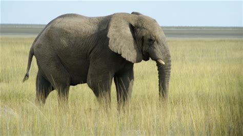 African Elephant Namibia Mac Wallpaper Download