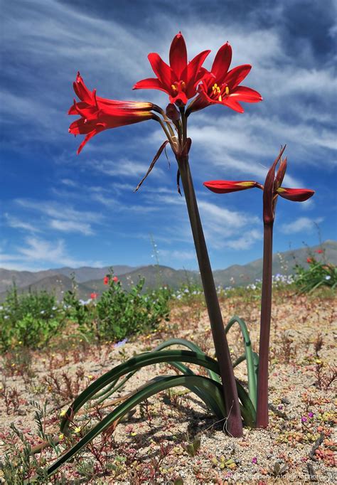 Atacama Desert Flowers Photo Gallery Of Endemic Flora Of North Chile