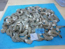 Black Tiger Shrimp Black Tiger Prawns Price Manufacturers Suppliers