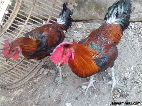 Tips Memberikan Makanan Ayam Pelung Agar Berkokok Panjang