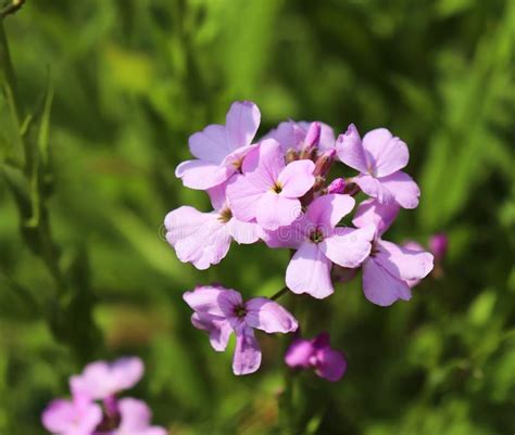 Fundo Delicado Do Longipetala Do Matthiola Da Mola Violeta Das Flores