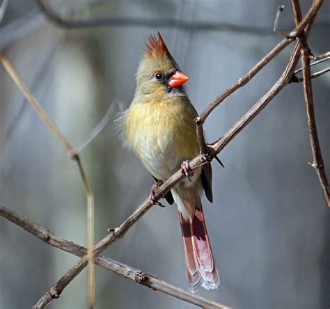 Young Female Cardinal Rodney Campbell Flickr