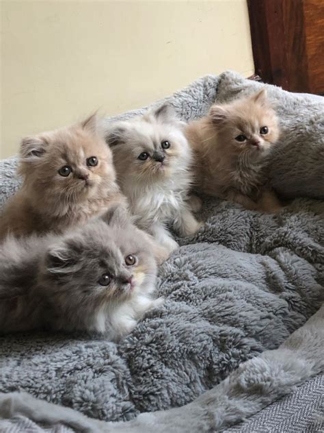Pennysaver Teacup Persian Kittens In Orange California Usa In 2021
