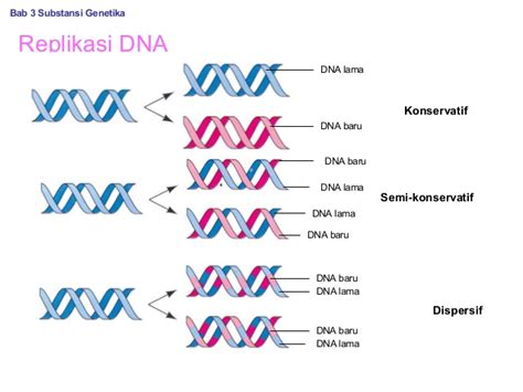 3 Model Replikasi DNA The Power Of Biology