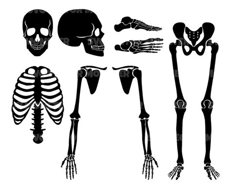 Human Skeleton Svg Bones Svg Icon Clip Art Svg Vector Cut File For Cricut Silhouette Pdf