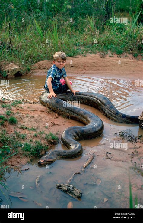 A Captive Well Fed Anaconda Eunectes Murinus Gives A Missionarys