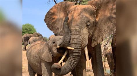 Orphaned Elephant Plays Big Brother To Calf Saved By Rescuers Internet