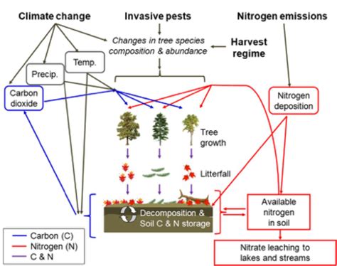 Fase analisis modeliing artinya : Modeling Northeastern Forest Ecosystems | Cary Institute ...