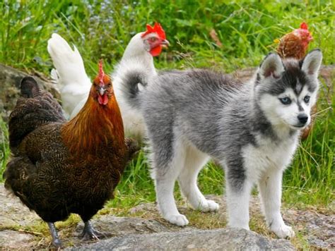 Miniature siberian husky puppies are available for sale. Alaskan Klee Kai (miniature husky) | D O G | Pinterest ...