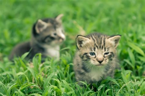 Two Adorable Kittens Free Stock Photo Public Domain Pictures