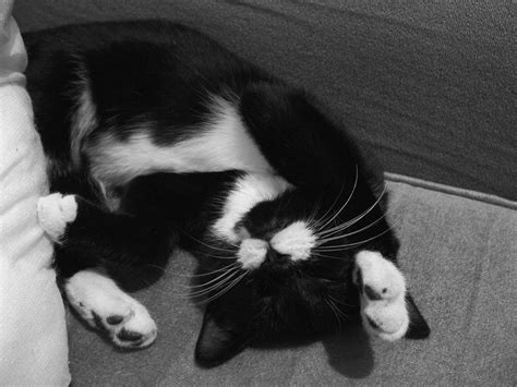 Download Black And White Cat On Grey Sofa Wallpaper