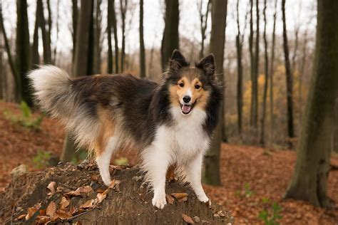 5 Things To Know About Shelties Shelties Are Life