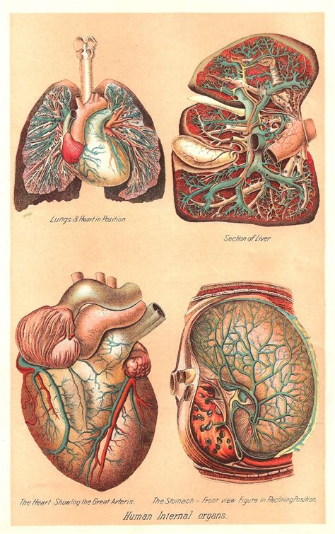 Antique Images Vintage Medical Clip Art Human Body Graphic Of 4 Human