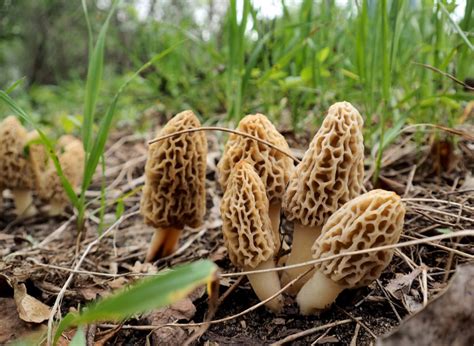 Poisonous Mushrooms In Michigan All Mushroom Info