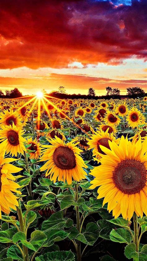 Sunflower Wallpapers For iPhone Plus - #Sunflower #Wallpapers #For #