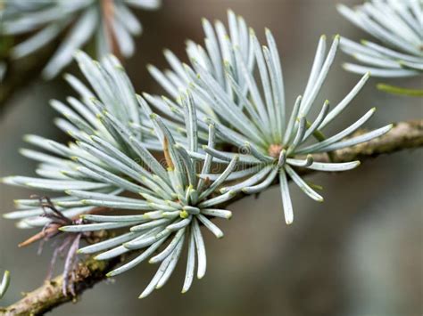 Closeup Of The Needles On A Blue Atlas Cedar Tree Stock Photo Image