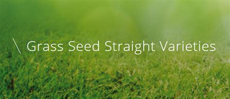 Grass Seed Straight Varieties Icl Specialty Fertilizers