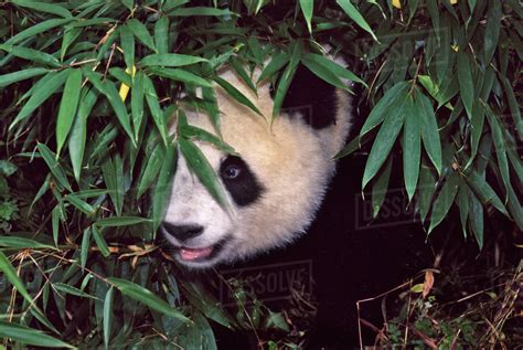 Panda Cub In The Bamboo Bush Wolong Sichuan China Stock Photo