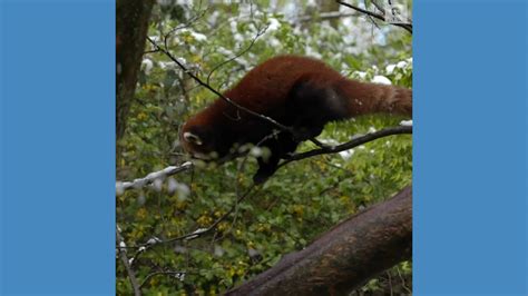 Red Pandas Frolic In Spring Snow Good Morning America