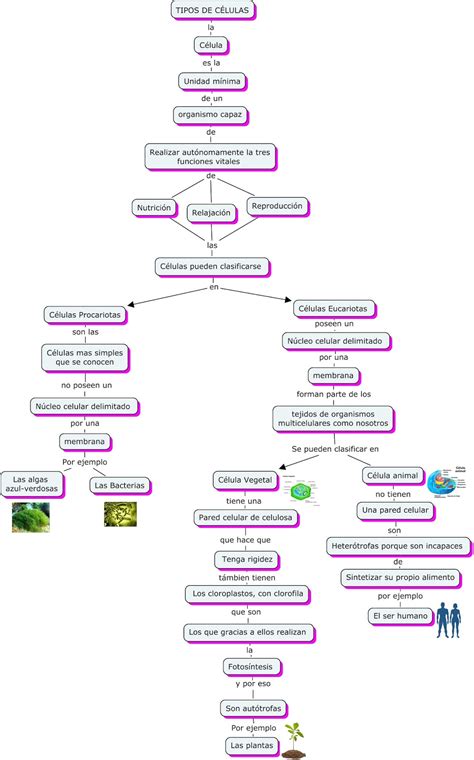 Tipos De Células Mapa Conceptual De Los Tipos De Células